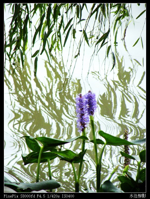 水边柳影-1.jpg