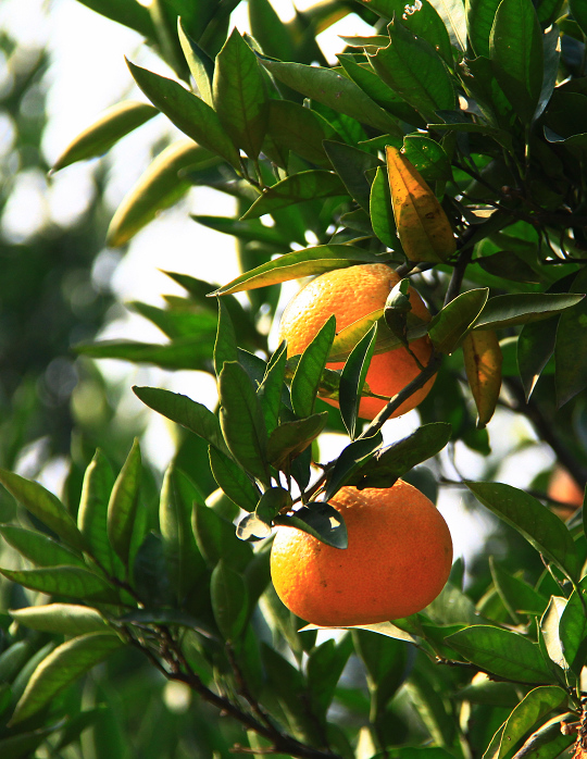 nEO_IMG_桔子2.jpg
