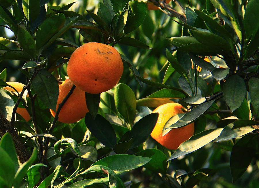 nEO_IMG_桔子4.jpg