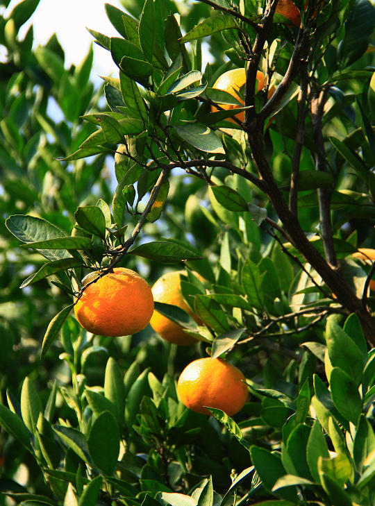 nEO_IMG_桔子1.jpg