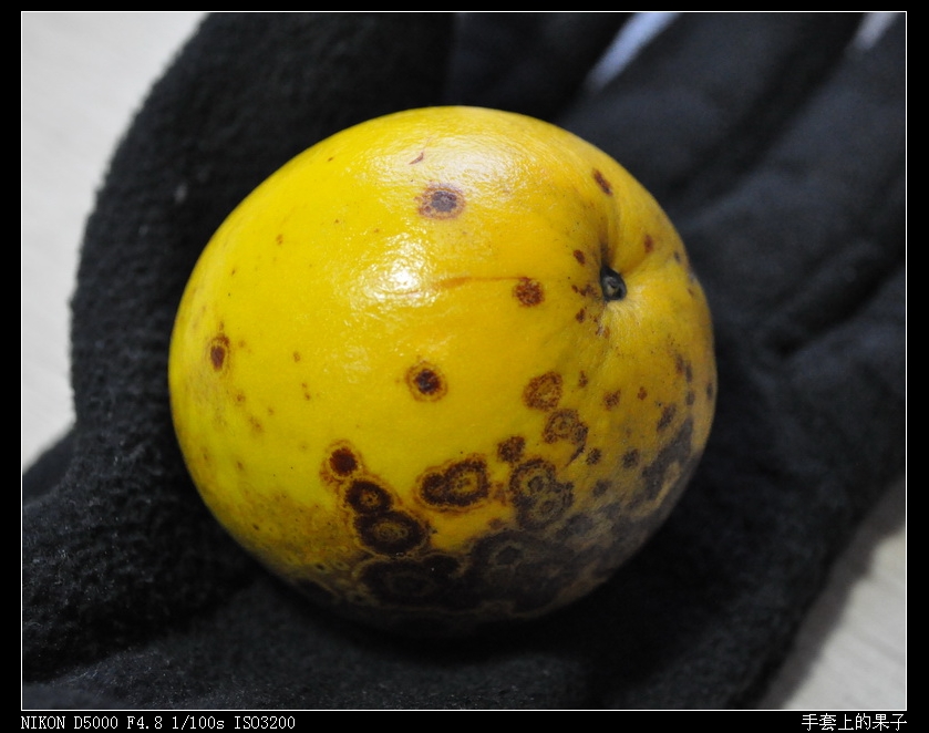 手套上的果子.jpg