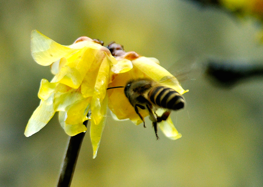蜜蜂与腊梅.jpg