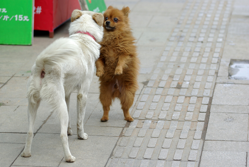 不要迷恋鸽，鸽只是个传说。