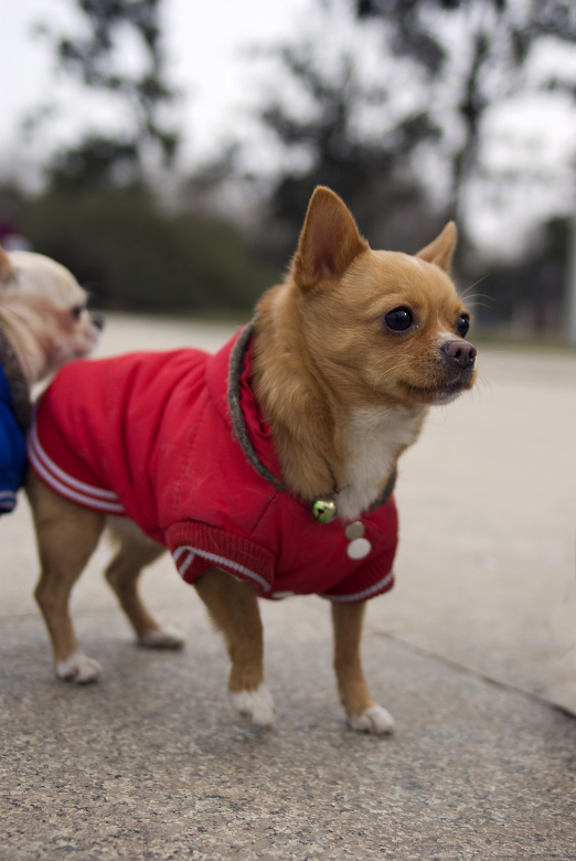 祖国尚未统一，没有心情恋爱。