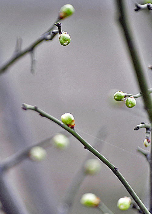 春梅快开了02.jpg