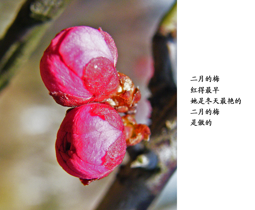 4、二月的梅是傲的.jpg