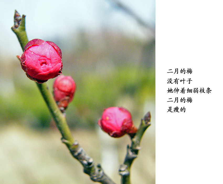 2、二月的梅是瘦的.jpg