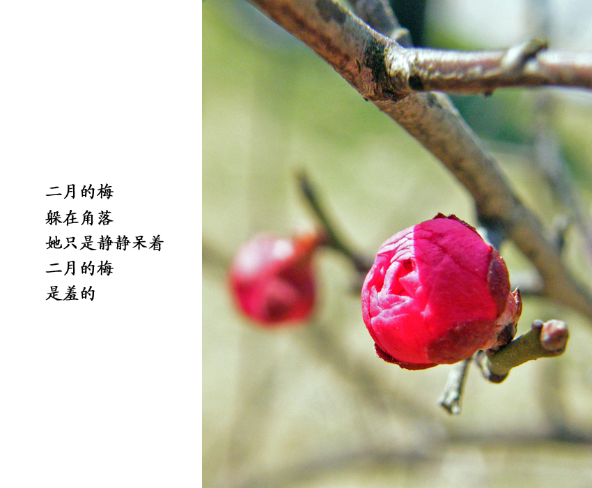 3、二月的梅是羞的.jpg
