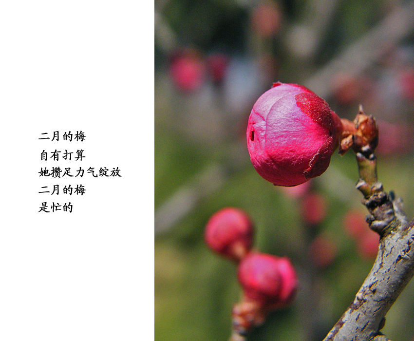5、二月的梅是忙的.jpg