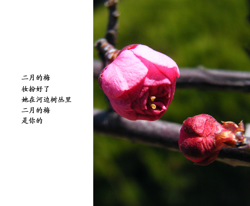 8、二月的梅是你的.jpg