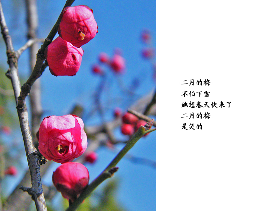 6、二月的梅是笑的.jpg