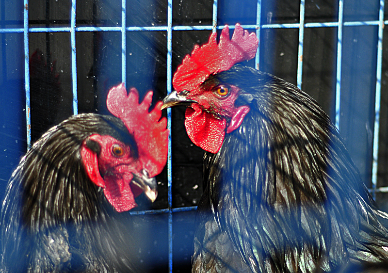 笼子中的狼山鸡01.jpg