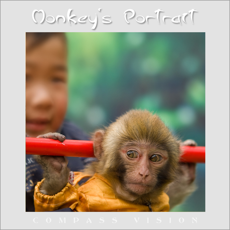 小猴子的工作风采