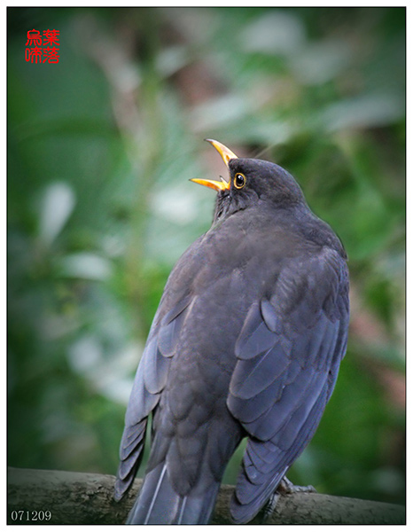 IMG_2271web乌鸫.jpg