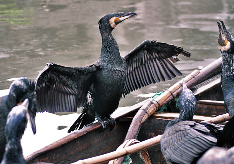 鸬鹚03.jpg