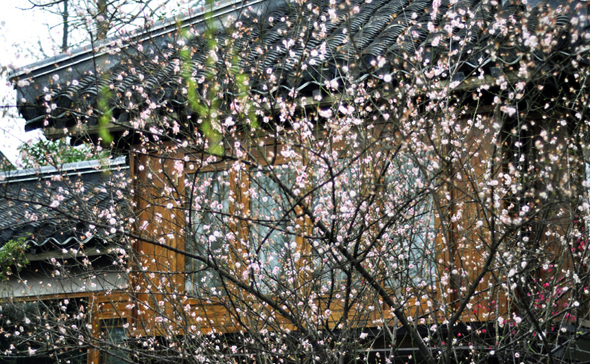 春梅如雪01_编辑副本-1.jpg