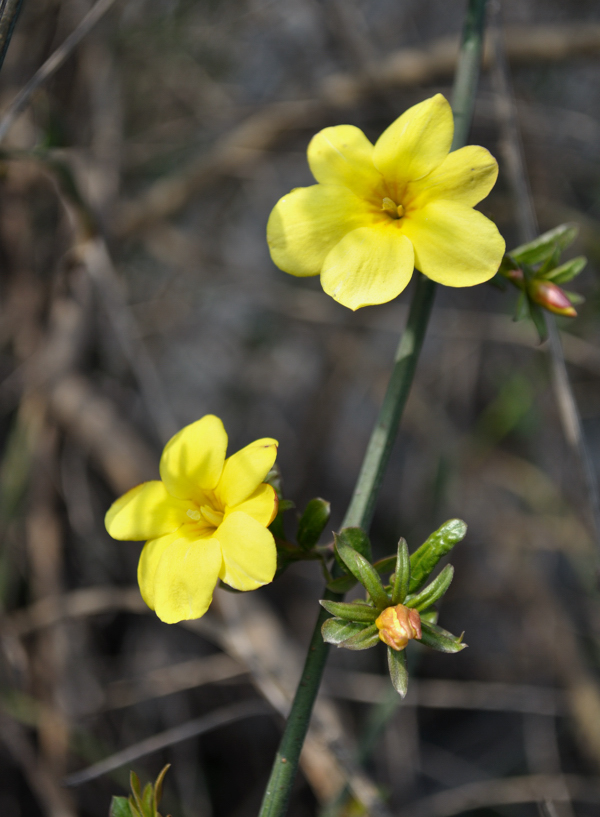 迎春花0２.jpg