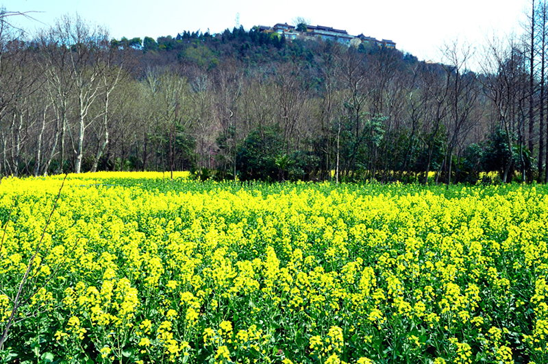 剑山脚下油菜花01-800.jpg