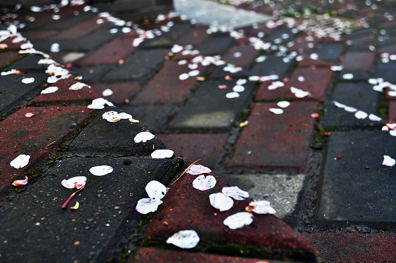 落花05.jpg