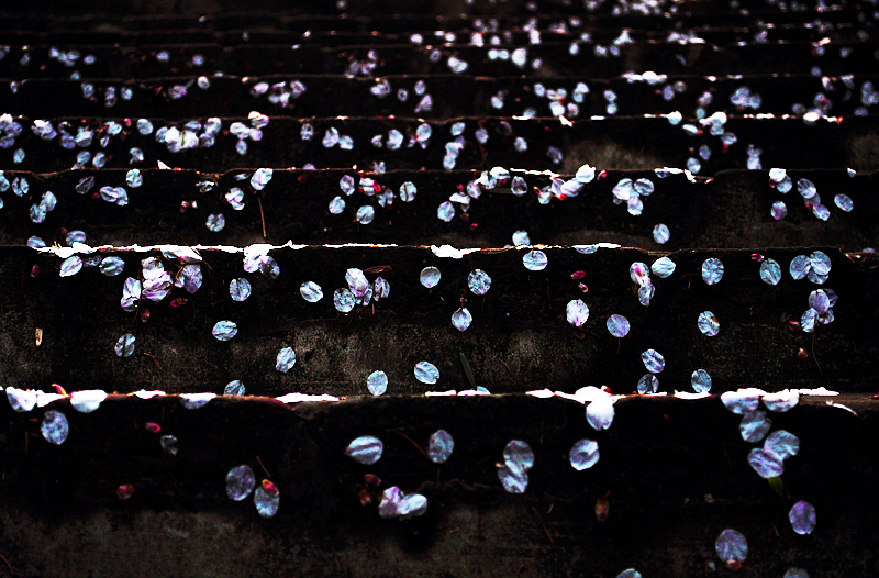 落花09.jpg