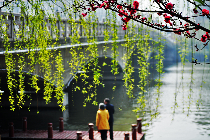 北濠桥边的桃花01-800.jpg