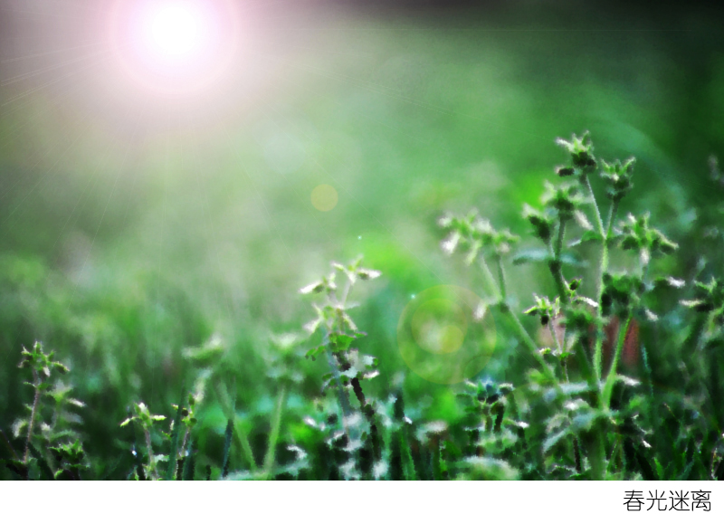 春光迷离_2副本.jpg
