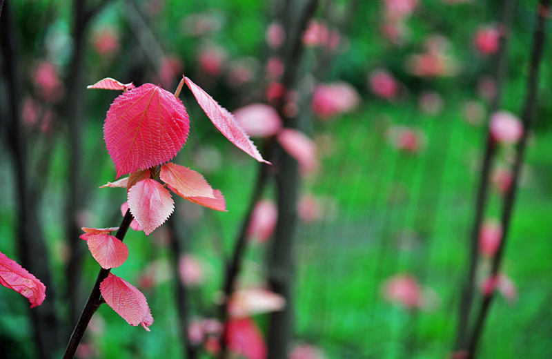 四月的红叶07.jpg