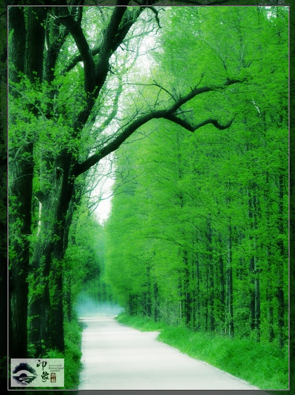 林荫小道5.jpg