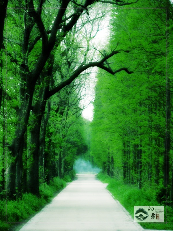 林荫小道2.jpg