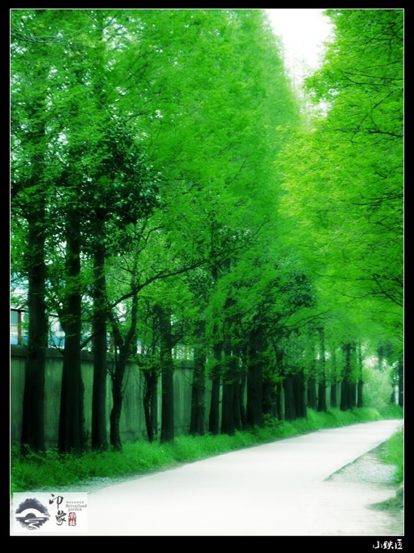 林荫小道.jpg