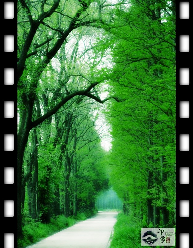 林荫小道3.jpg