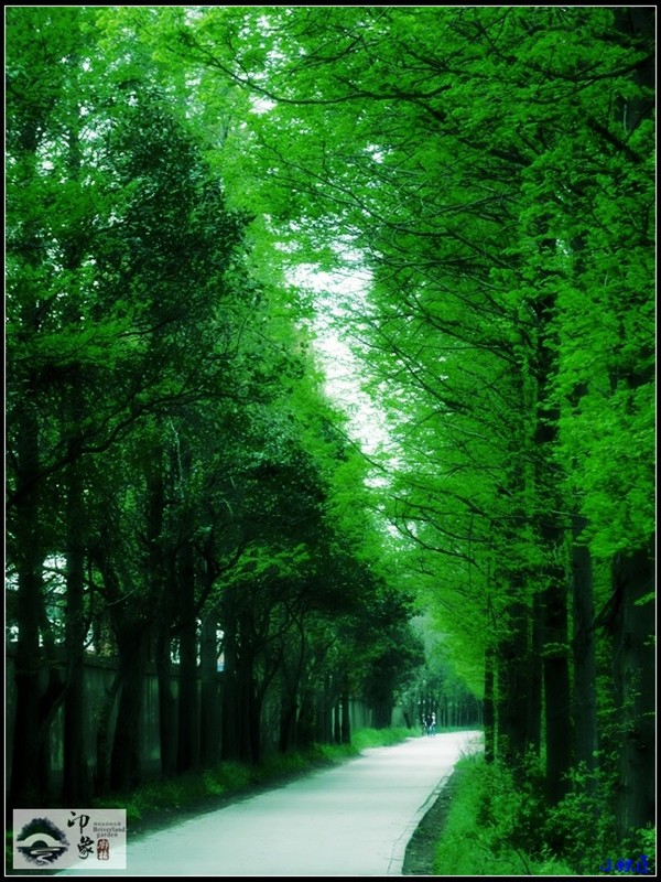 林荫小道7.jpg