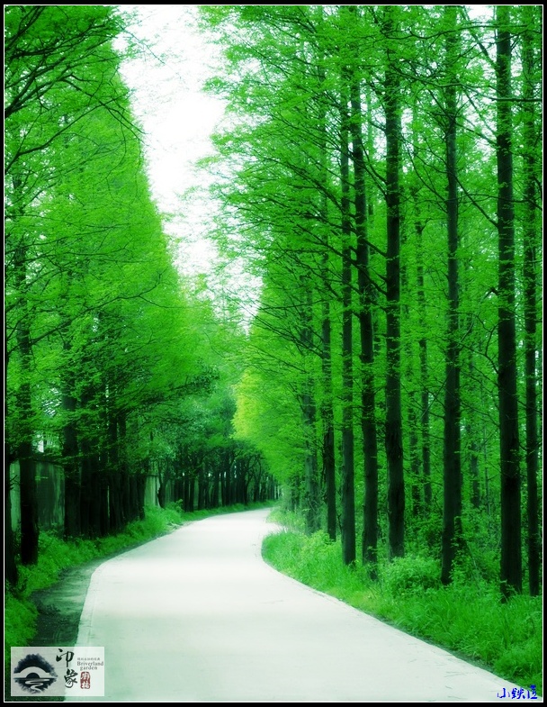 林荫小道6.jpg