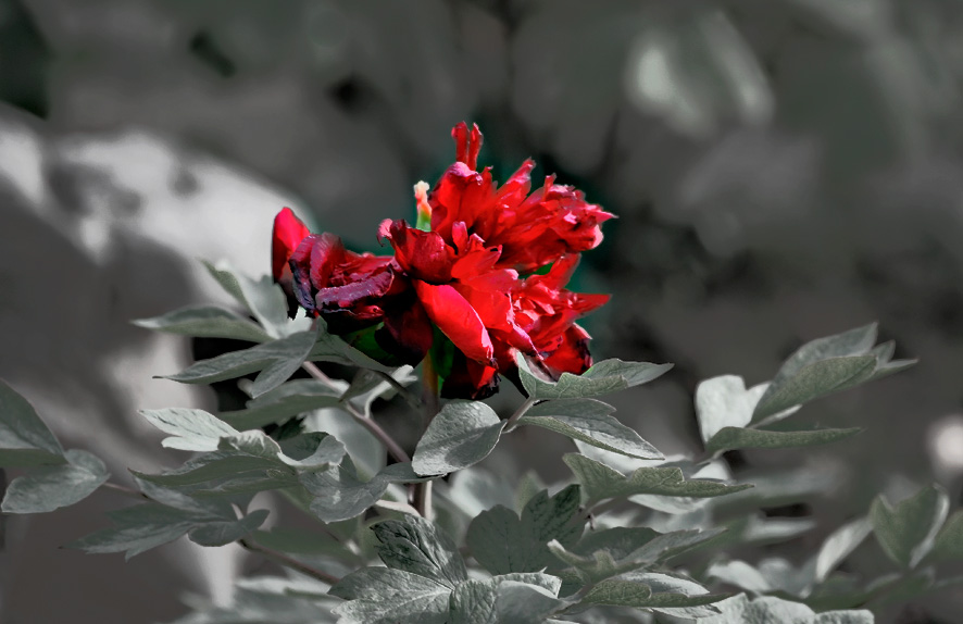 不甘衰败的牡丹