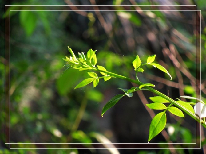 绿叶.jpg