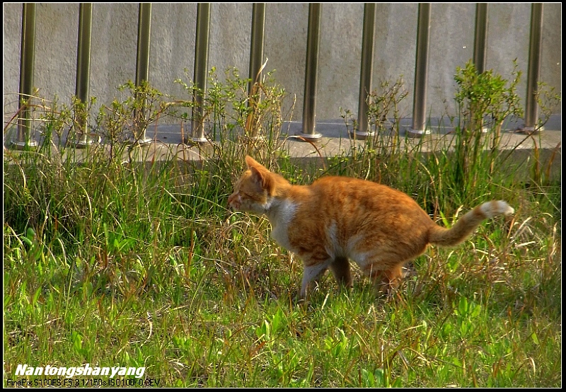 1.发现情况，翘起了尾巴，猫起腰，准备袭击！