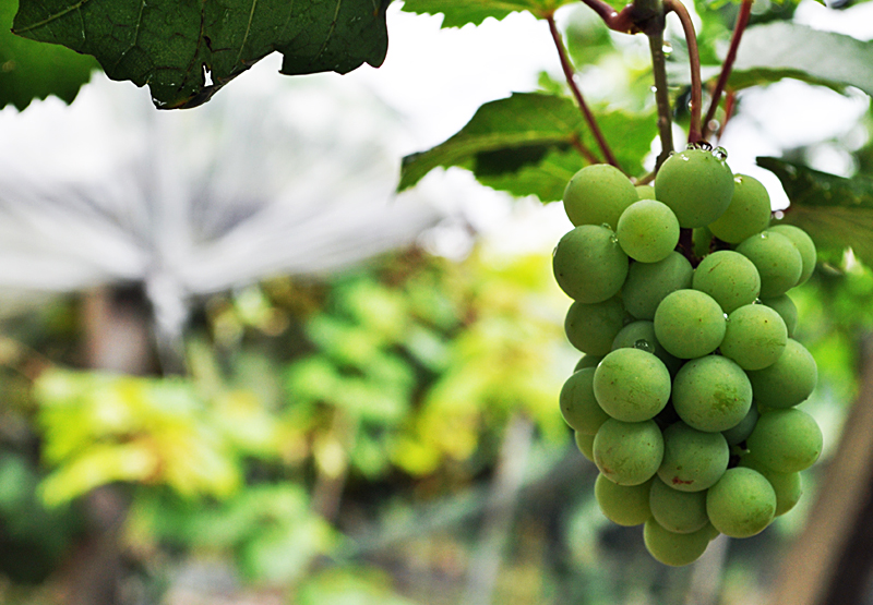 八一村的葡萄园03-800.jpg