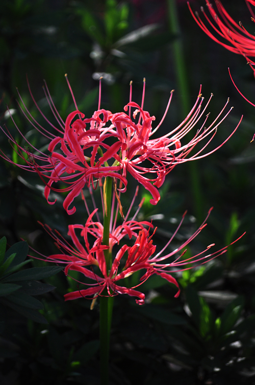 彼岸花07.jpg