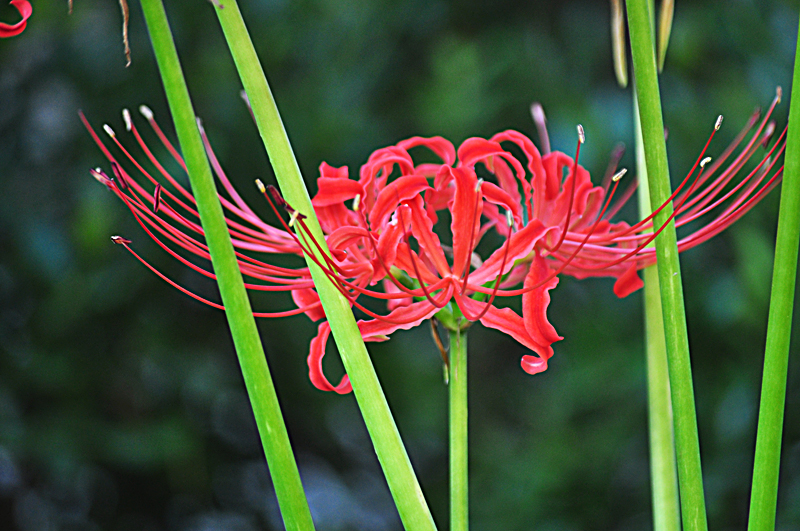 彼岸花08.jpg